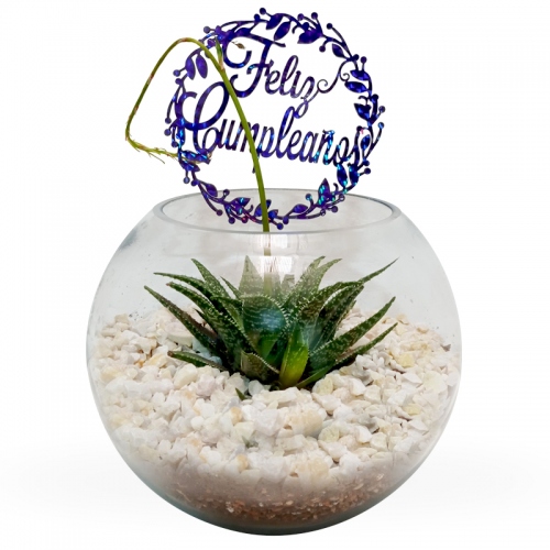 Terrarios con plantas suculentas en lindos recipientes para Regalar por