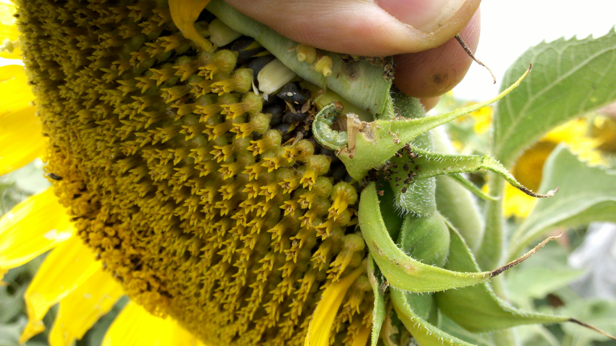 Como cuidar un girasol