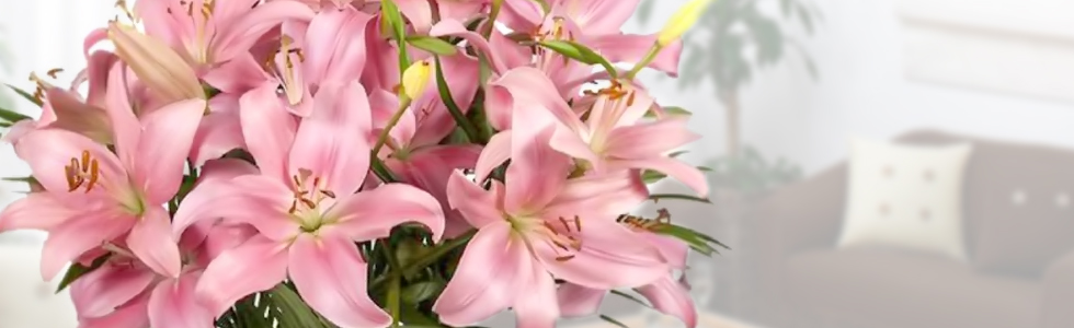 Como cuidar un Lilium o Azucena en casa: decoración y cultivo – Blog  SOFIFLOR
